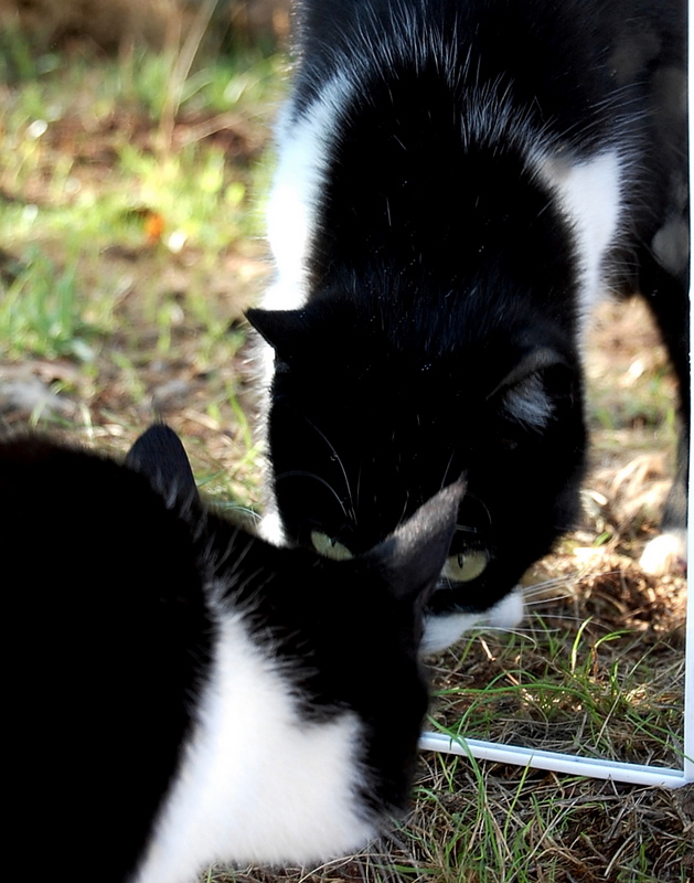briciola - my cat