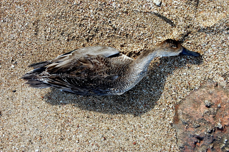 Dead on beach