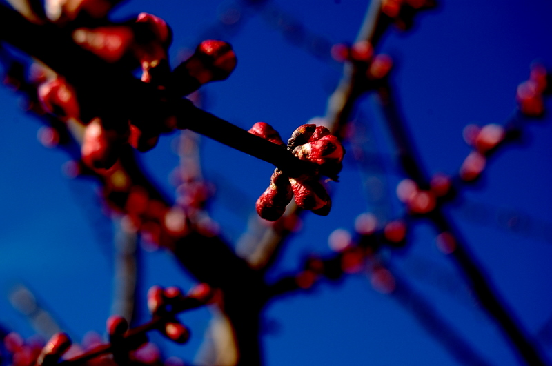 Trees in bloom