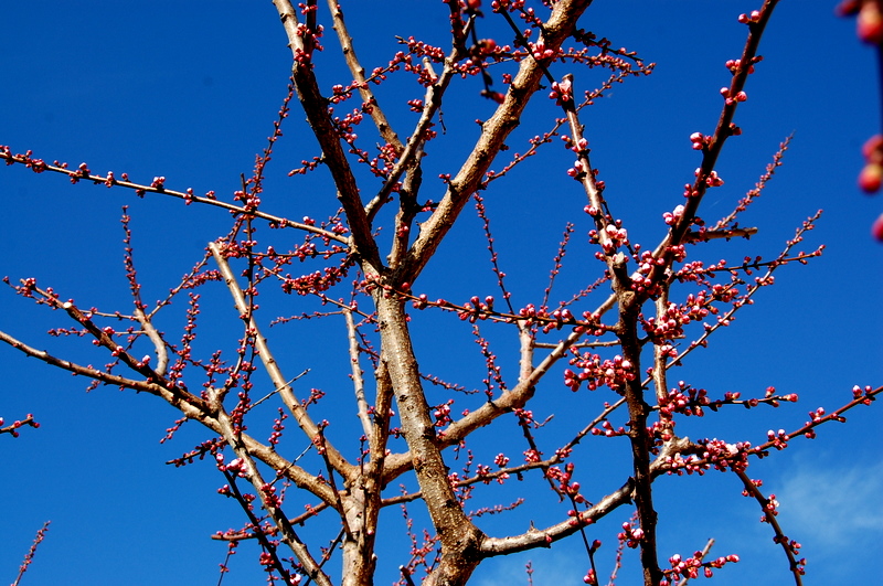 Trees in bloom