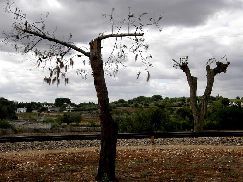 Trees