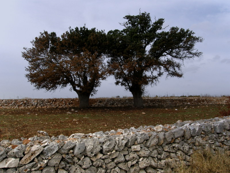 Oaks