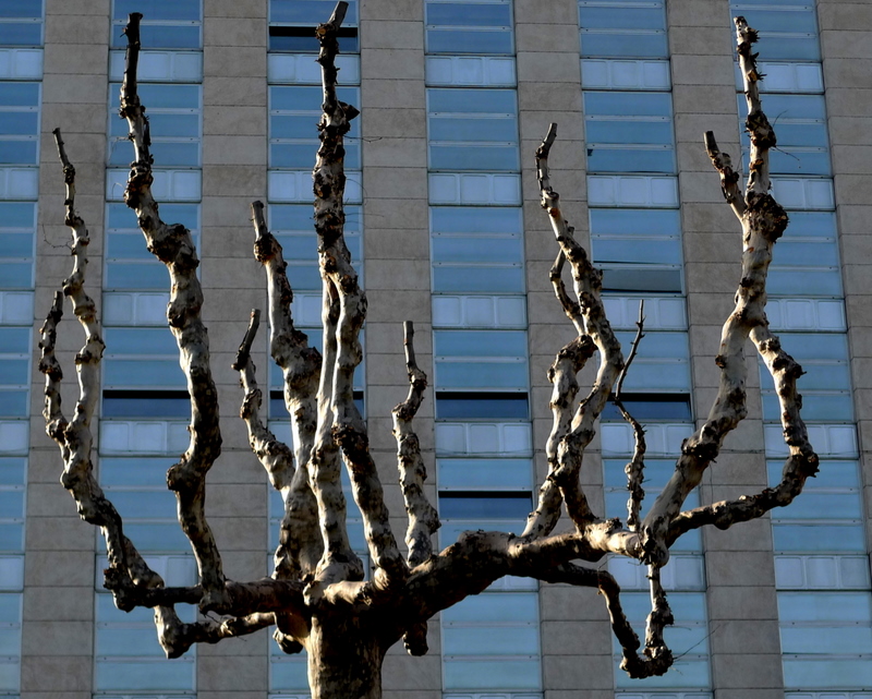 monochrome tree