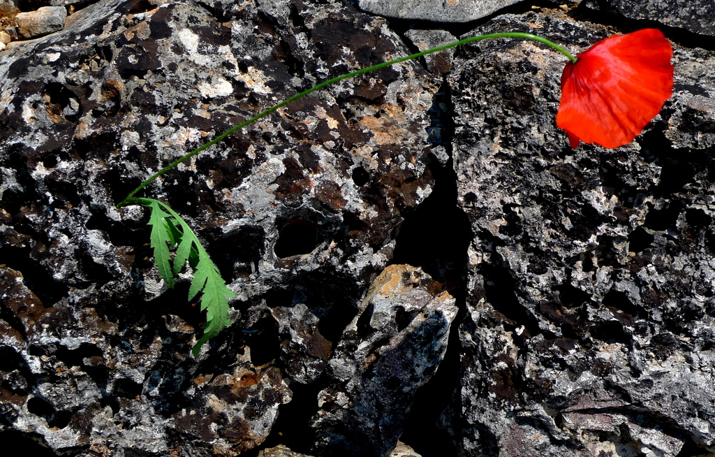 the last poppy
