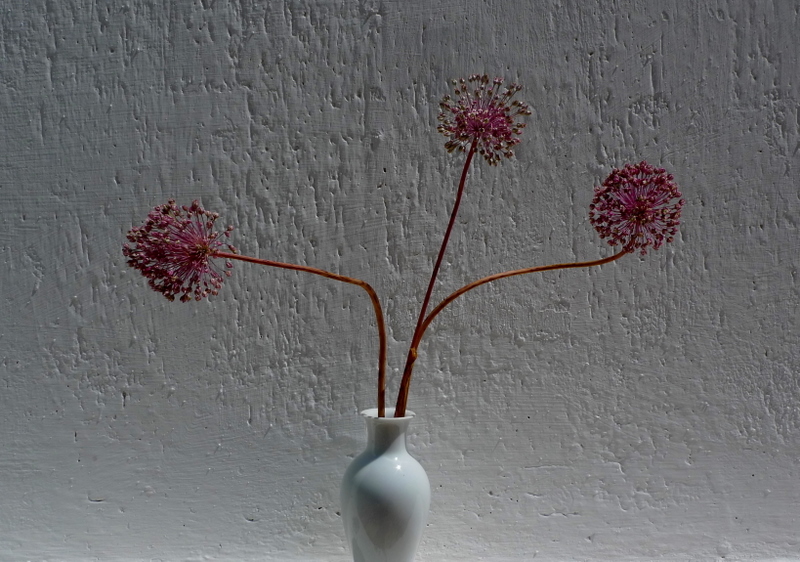 Three flowers of onion