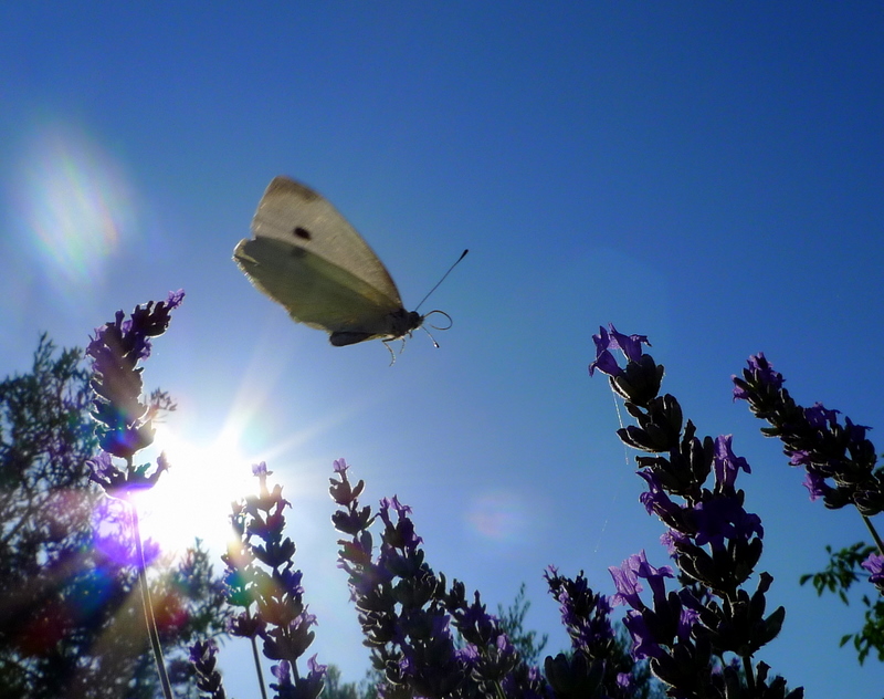 Butterfly in flight