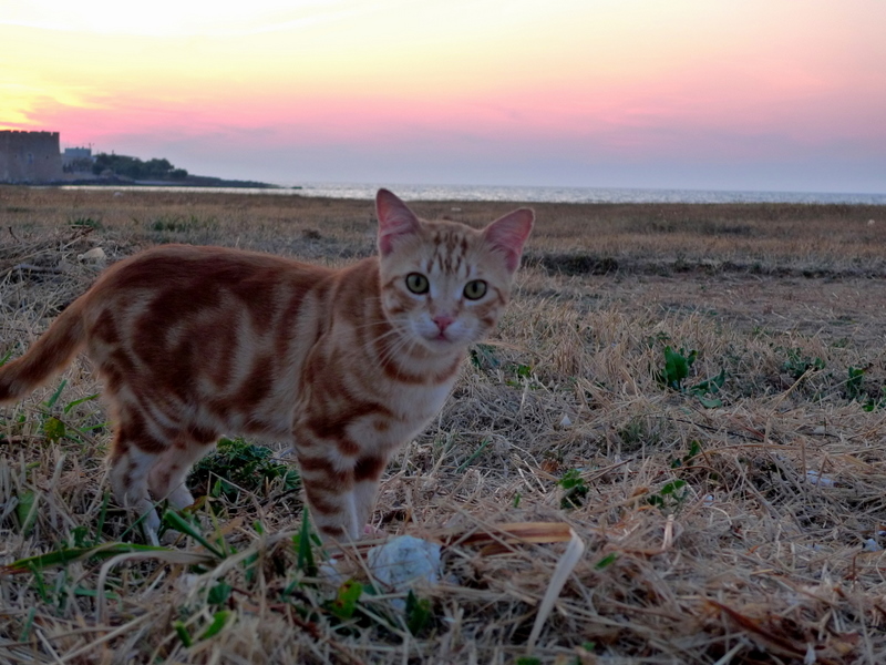 Sunset  with cat