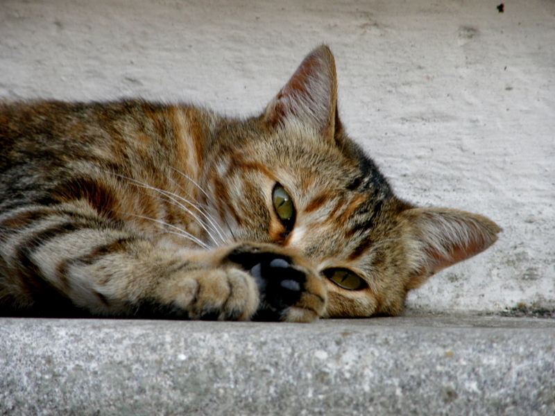 Street cat