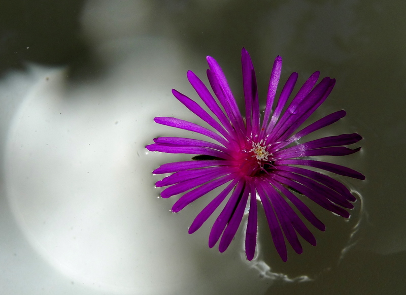 Flower in water