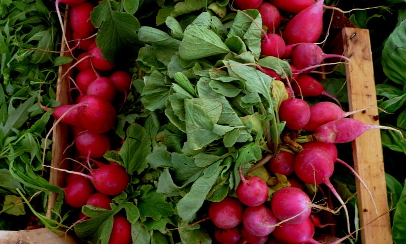 Maroon  radish