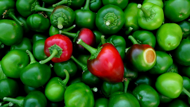 Green  chilli