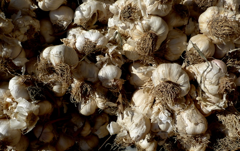 White garlic