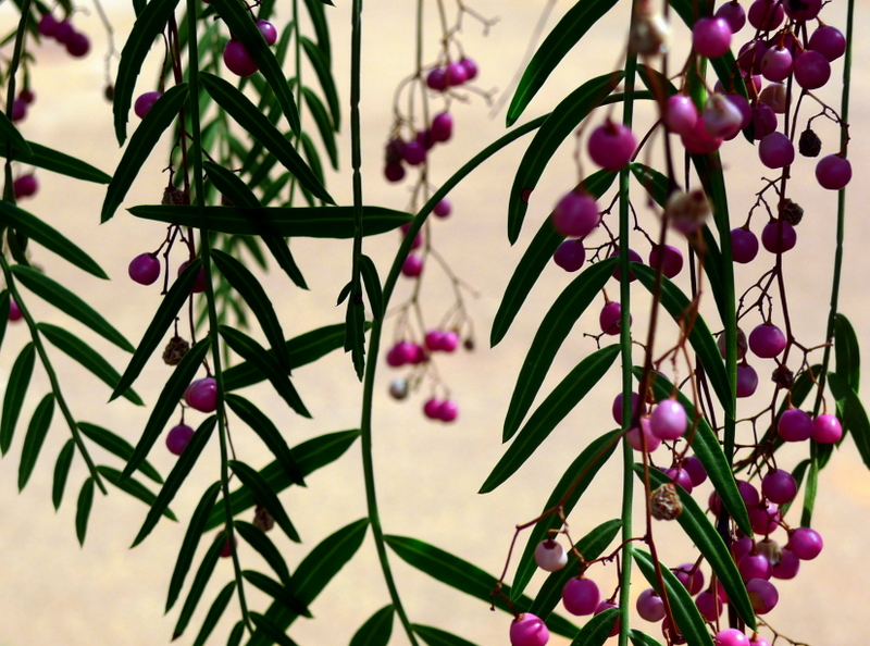 the pepper tree