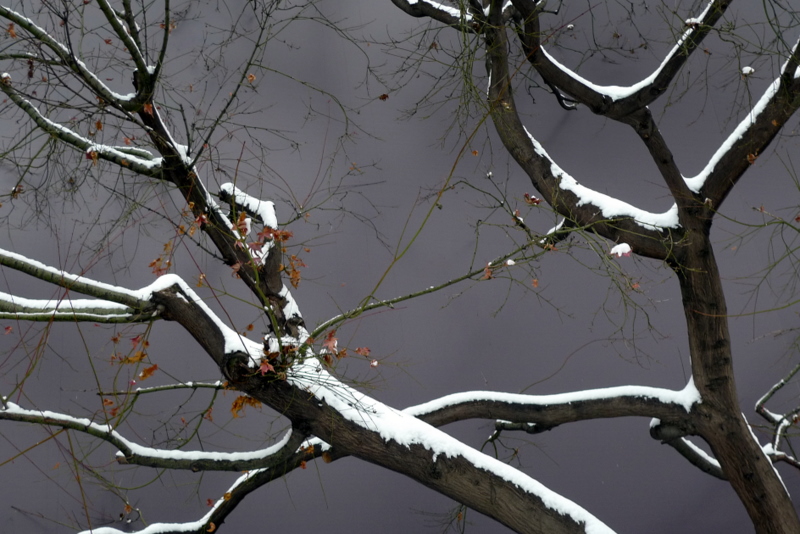 Monochrome Tree