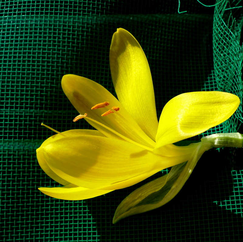 Yellow flower