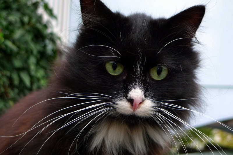 Nerino The cat with green eyes