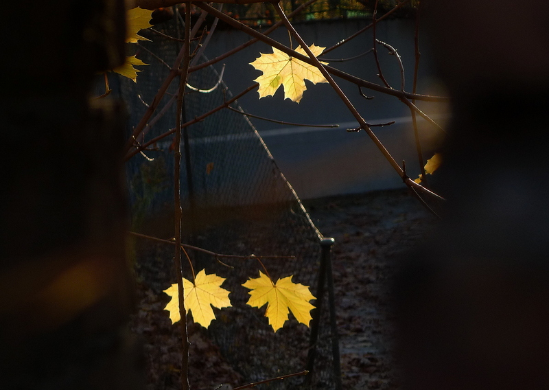 Leaves in Autumn