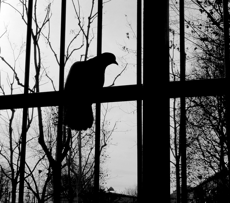 Pigeon