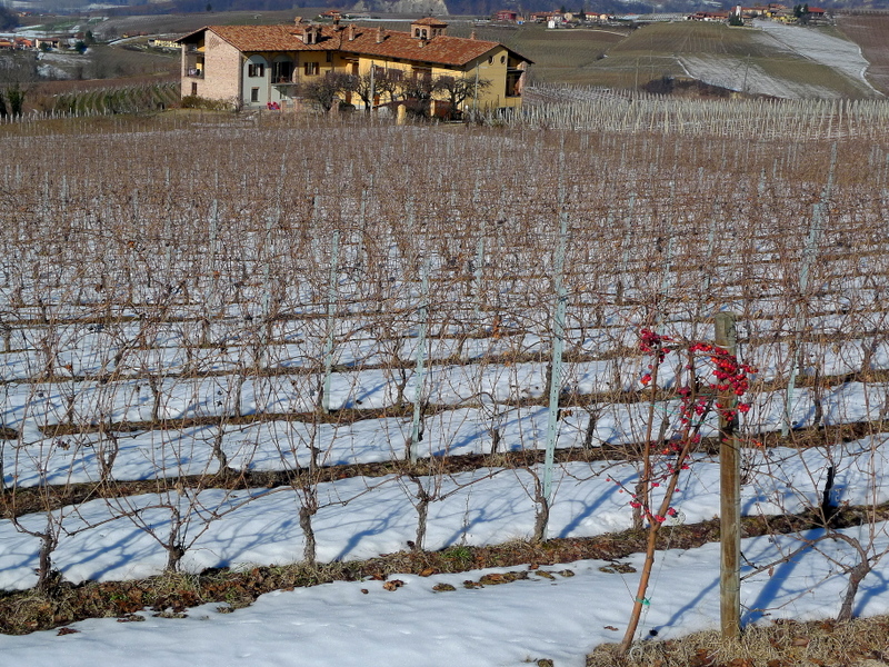 Langhe - Vineyard grapes Red Nebbiolo Wine