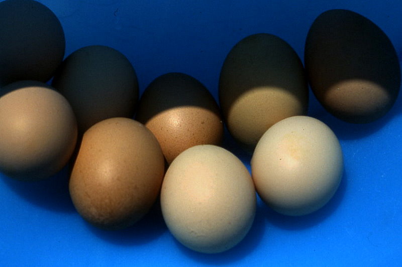 eggs