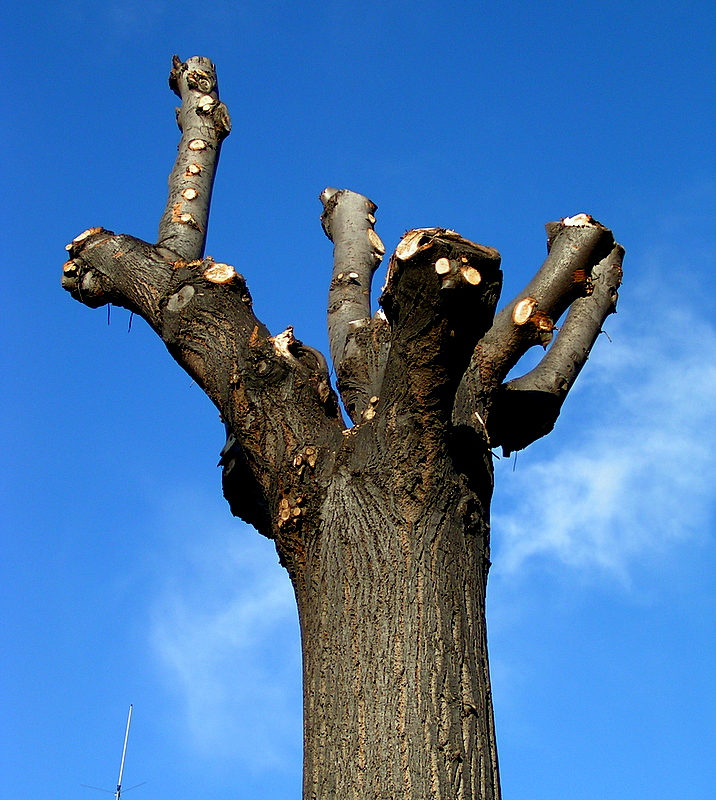 tree