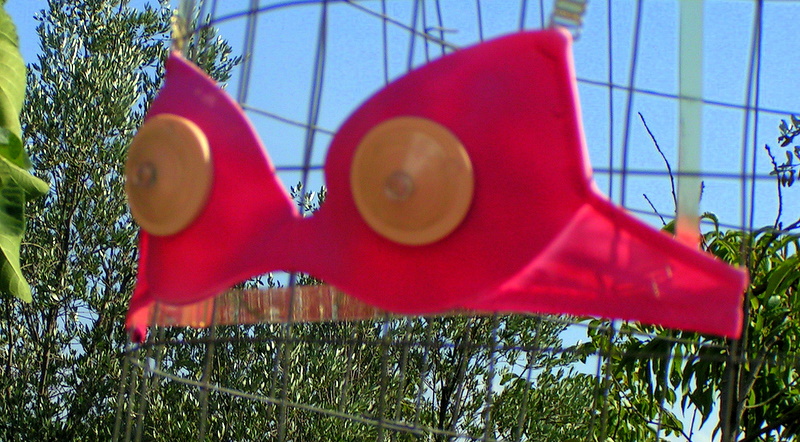 Bras