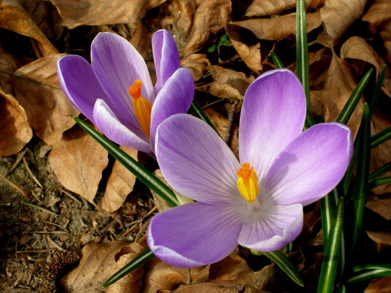 Flowers