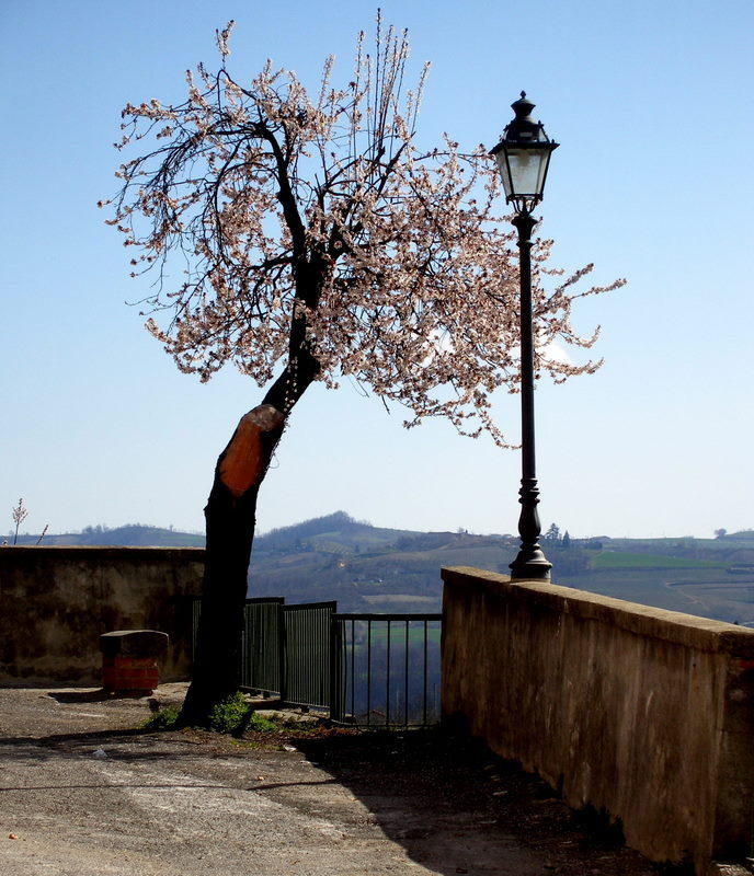 the Tree and streetlantarn