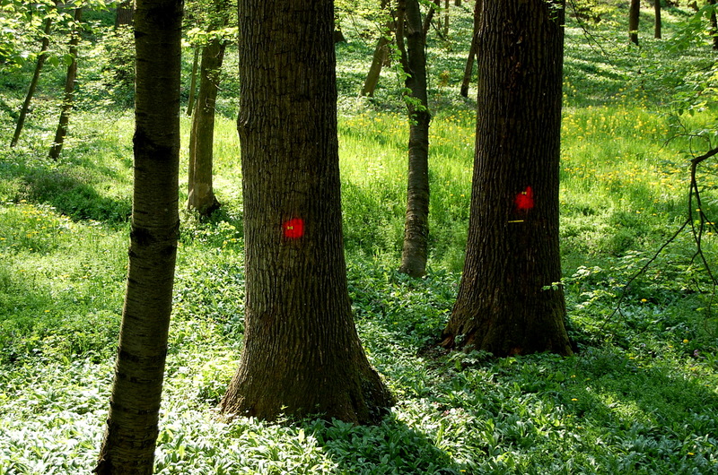 two Trees ....perhaps to pull down