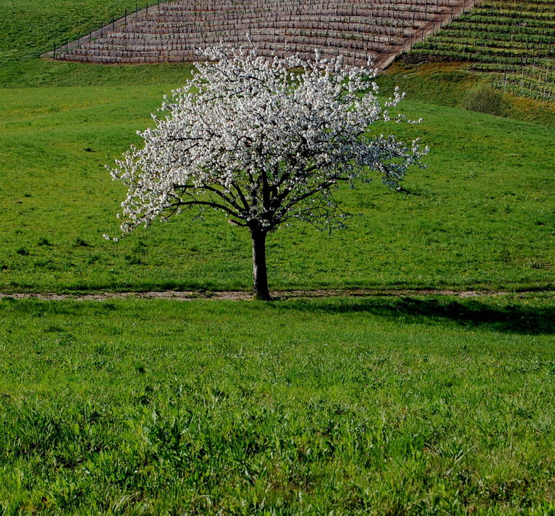 Langhe - Italy