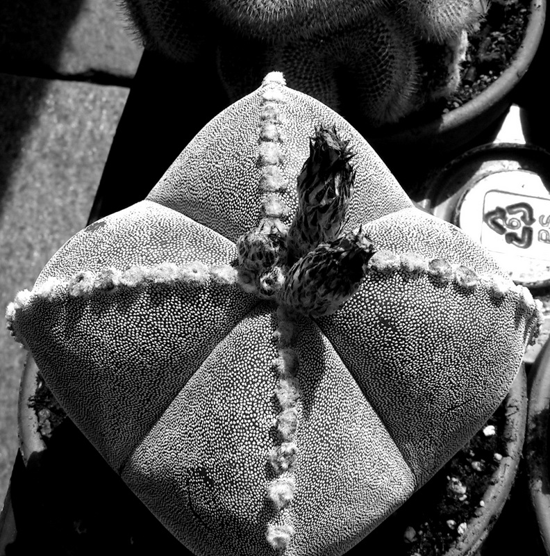 Abstract B&W