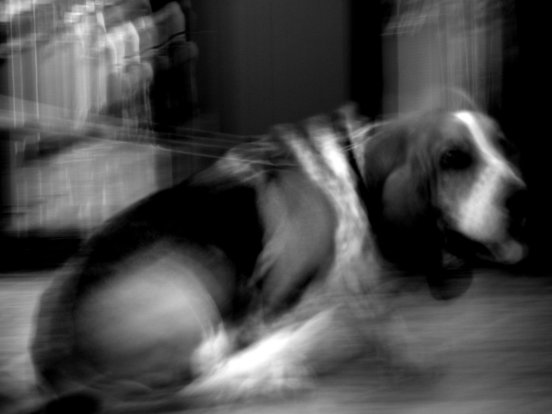 dog in motion