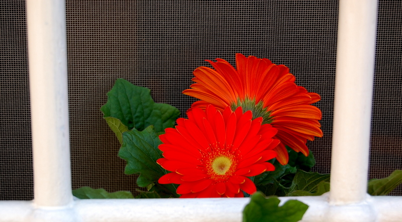 Finale L. - Varigotti -Liguria - Italy
