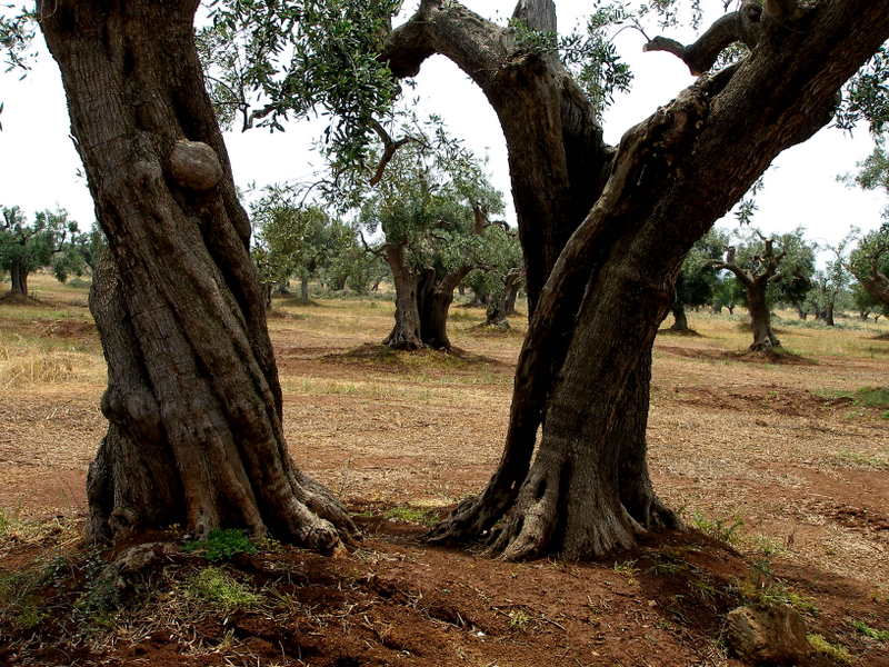 trees of ulivo - Puglia - Italy
