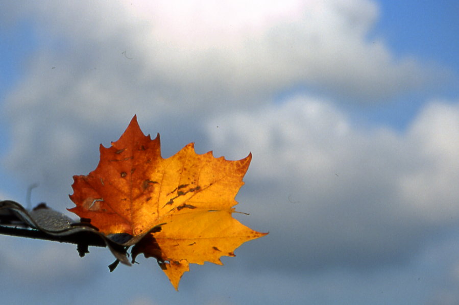 platanus leaf