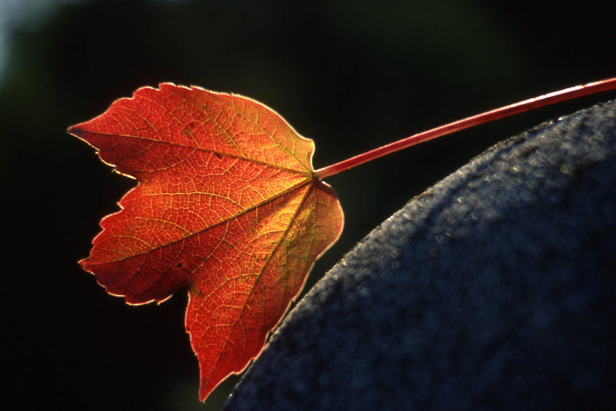 red leaf