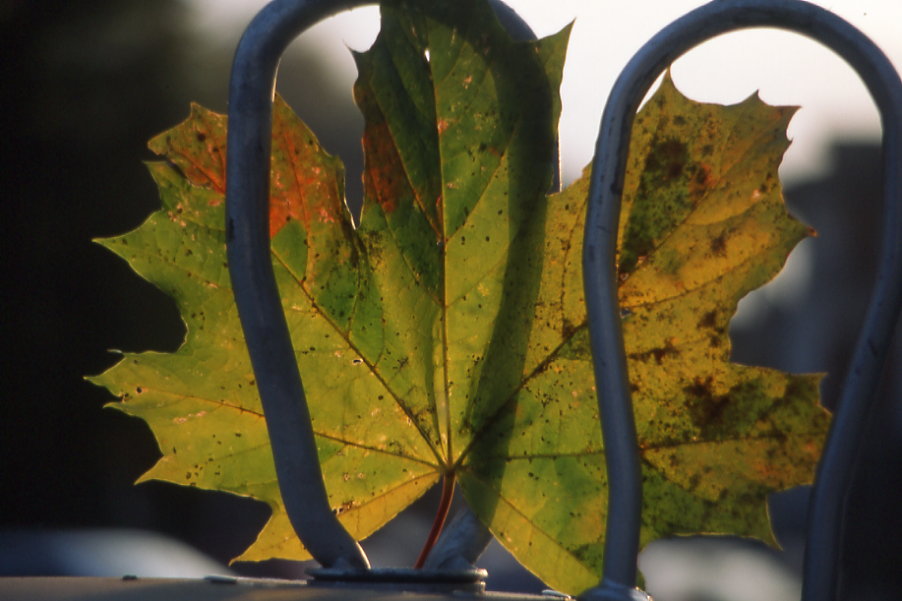 platanus leaf