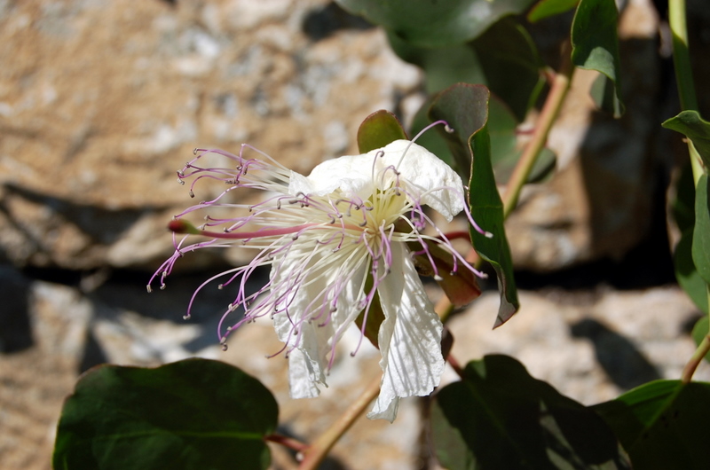 flower of the caper