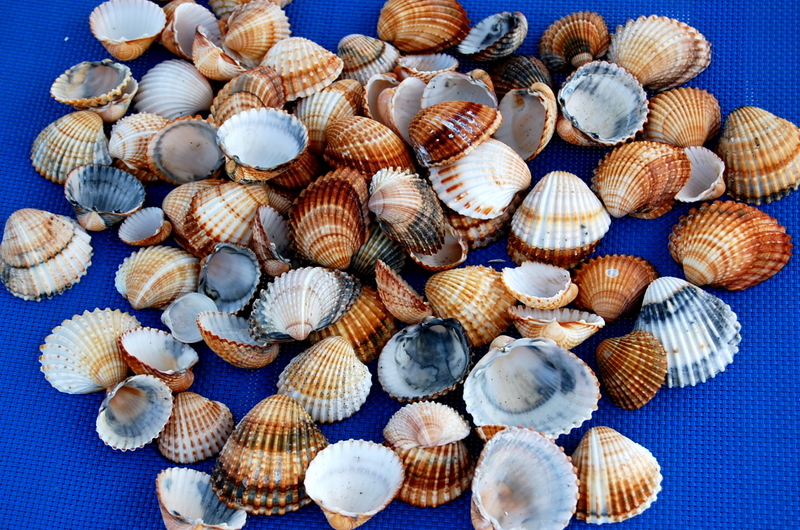 shells