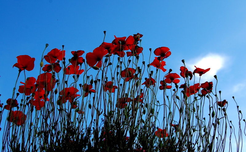 last poppies for 2007