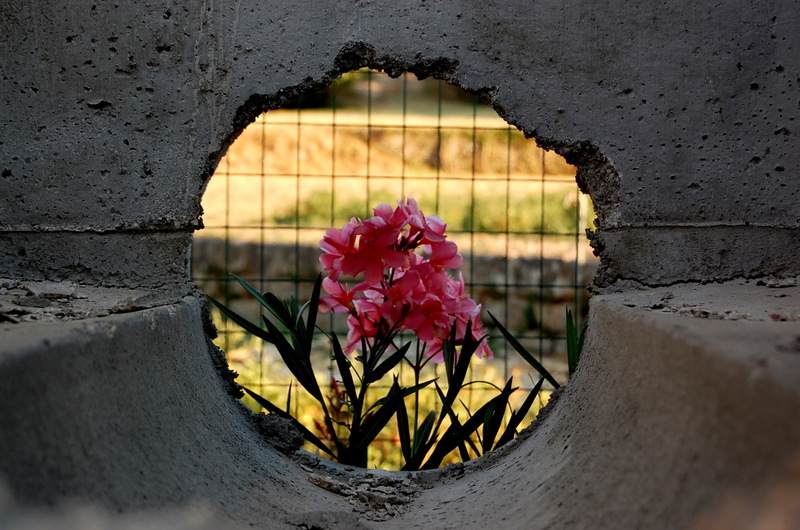 oleanders