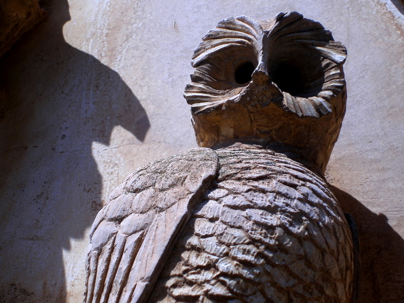 owl