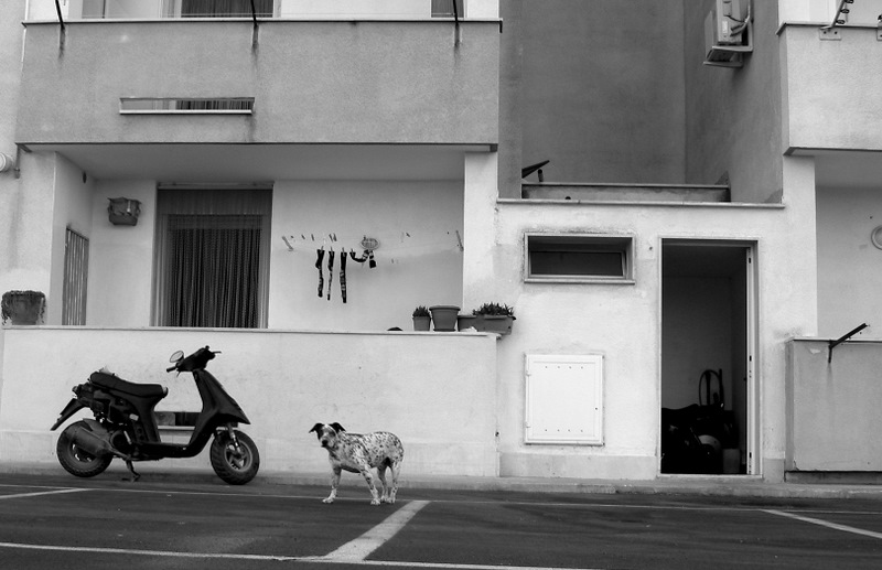 dog b&w