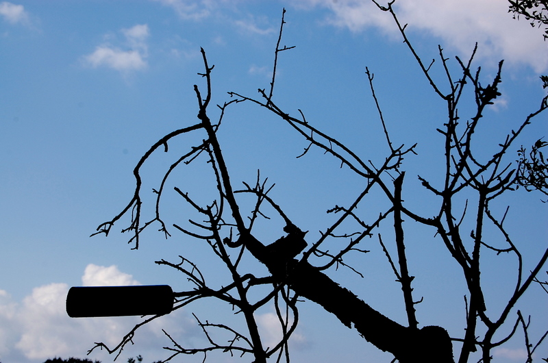 the tree of the tubes