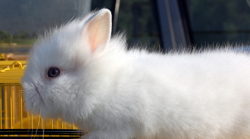little rabbit