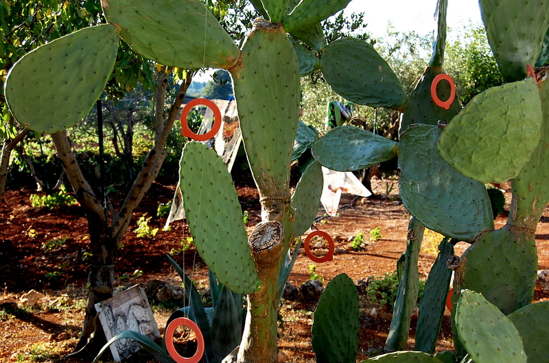 Indian fig