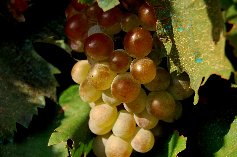 grapes  in  september