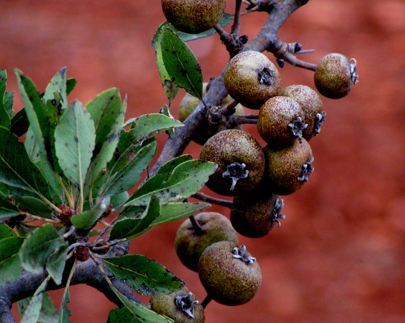 september  fruits