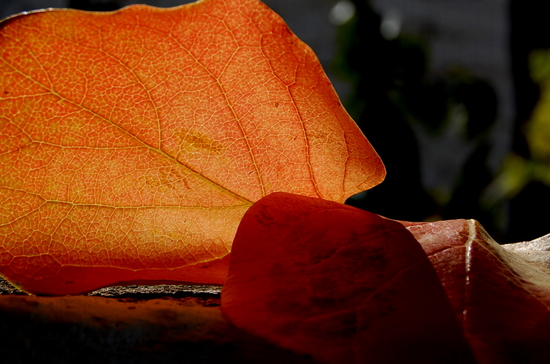 leaves of khaki