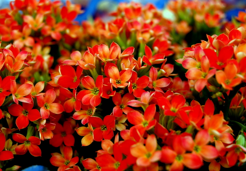Flowers